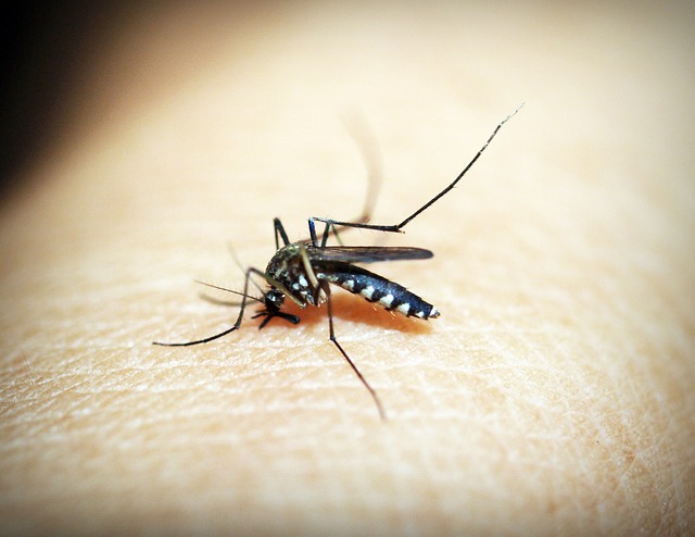 Ochrona przed insektami – moskitiera w drzwi balkonowe oraz do okien Bydgoszcz